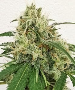 blueberry seeds buy feminized blueberry cannabis seeds