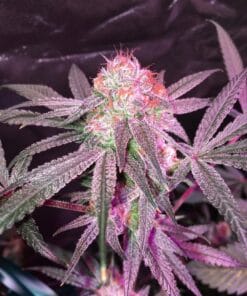 Hindu Kush Seeds hindu kush seeds cannabis strain Hindu Kush Weed Seeds