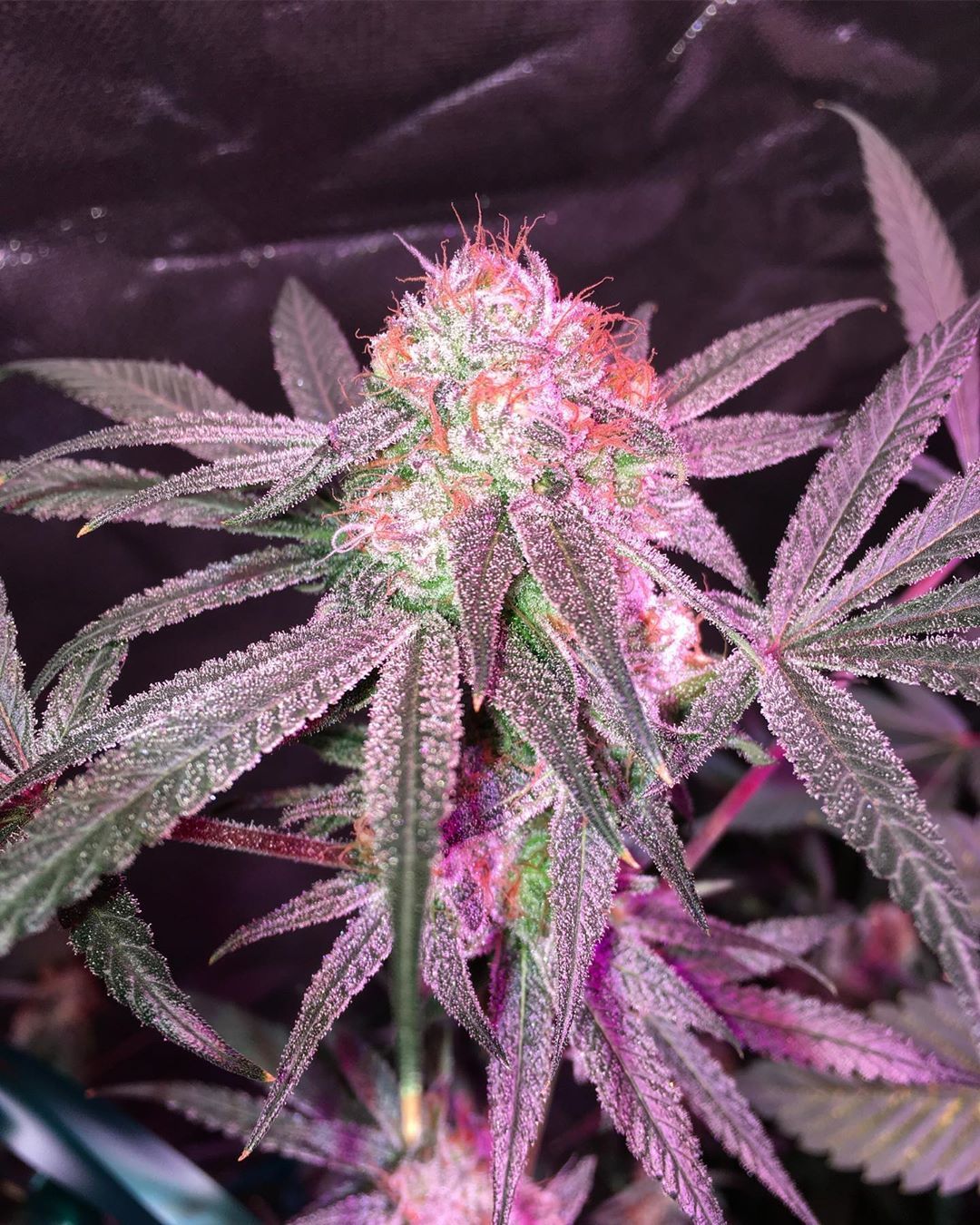 Hindu Kush Seeds hindu kush seeds cannabis strain Hindu Kush Weed Seeds