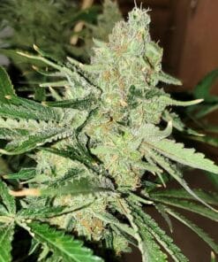 Jack Herer Seeds jack herer marijuana seeds online usa Jack Herer Marijuana Seeds USA