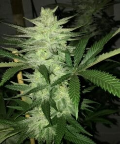 Strawberry Cough Seeds strawberry cough seeds strawberry cough cannabis strain strawberry cough seeds strawberry cough weed strain