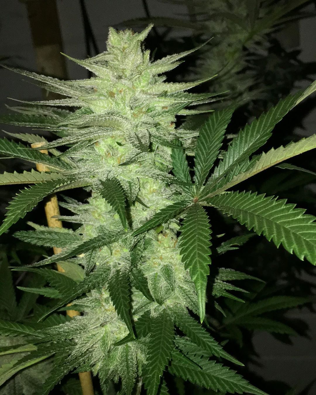 Strawberry Cough Seeds strawberry cough seeds strawberry cough cannabis strain strawberry cough seeds strawberry cough weed strain