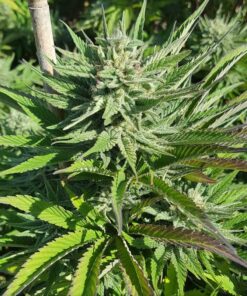 auto ak-47 seeds ak-47 strain ak47 seeds autoflowering weed