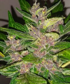 feminized purple kush autoflower seeds