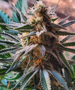 green crack seeds usa green crack cannabis strain