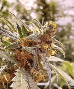 Lemon Auto Seeds lemon skunk autoflower autoflower seeds usa