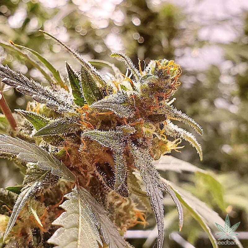 Lemon Auto Seeds lemon skunk autoflower autoflower seeds usa