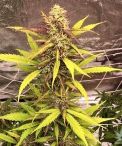 Lemon Auto Seeds lemon skunk autoflower seeds super lemon skunk autoflower seeds