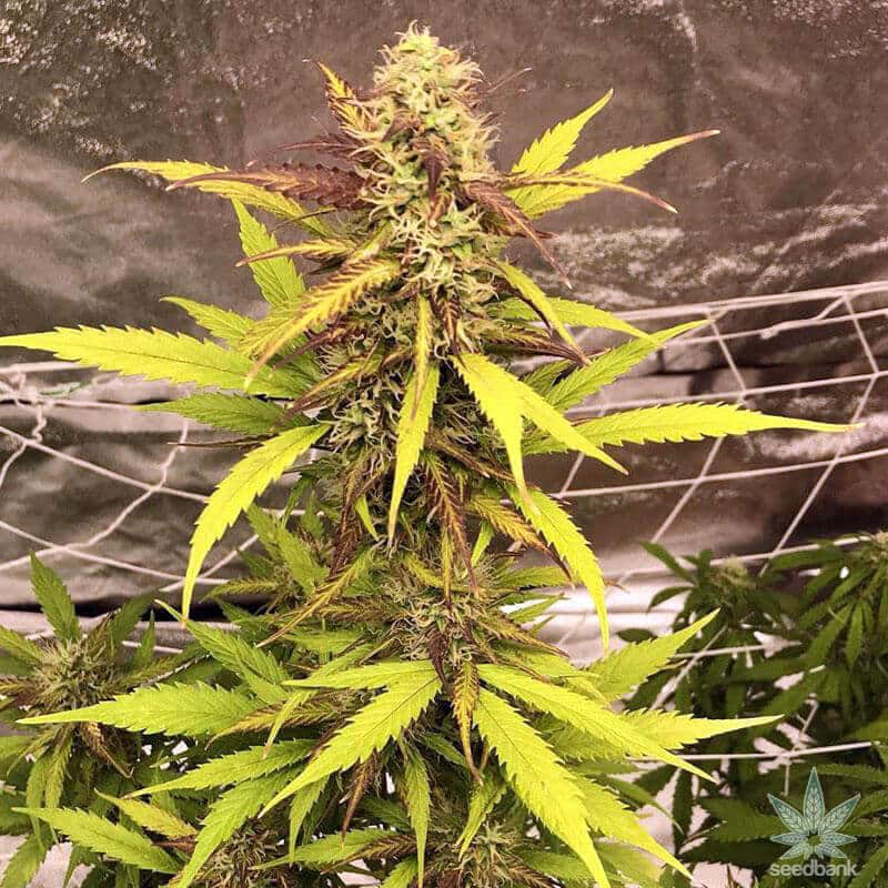 Lemon Auto Seeds lemon skunk autoflower seeds super lemon skunk autoflower seeds