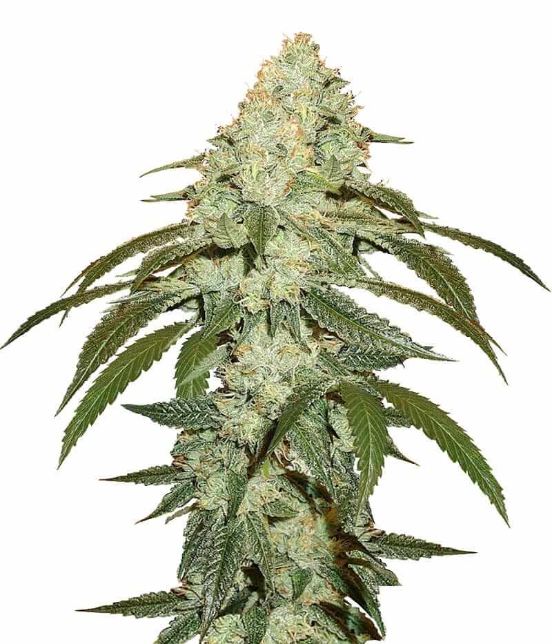 Buy OG Kush Seeds