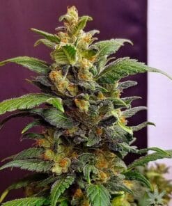 Auto Super Lemon Haze Seeds auto super lemon haze cannabis seeds super lemon haze autoflower seeds