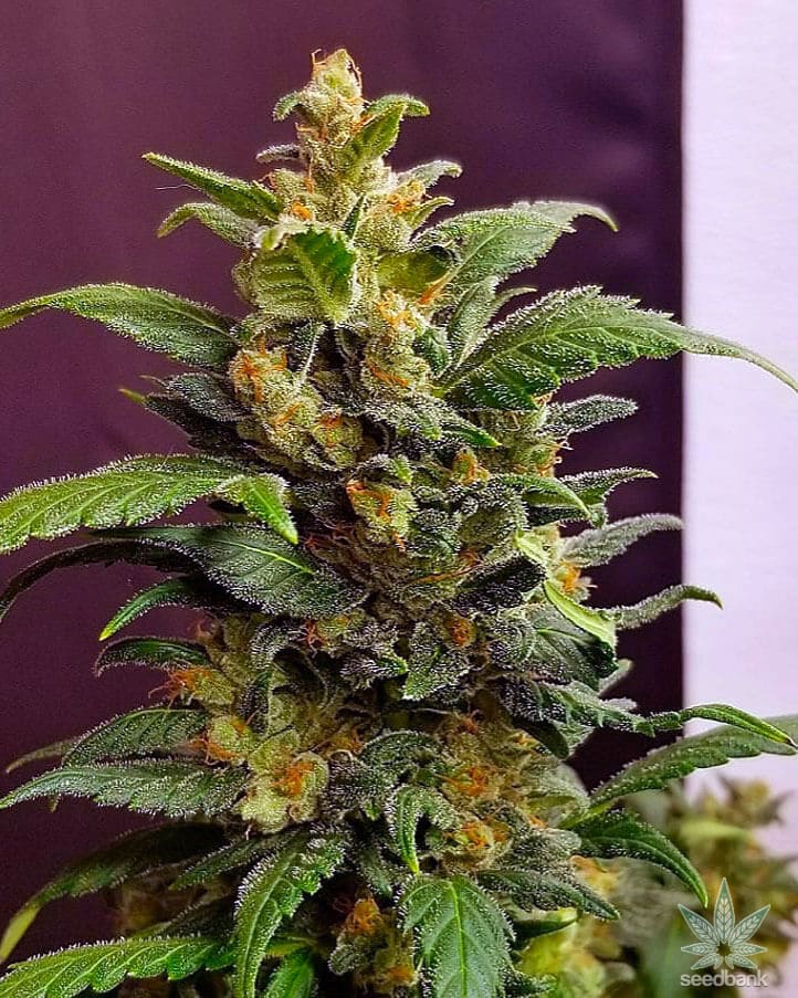 Auto Super Lemon Haze Seeds auto super lemon haze cannabis seeds super lemon haze autoflower seeds