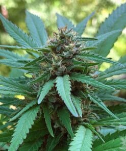 cbd durban poison seeds