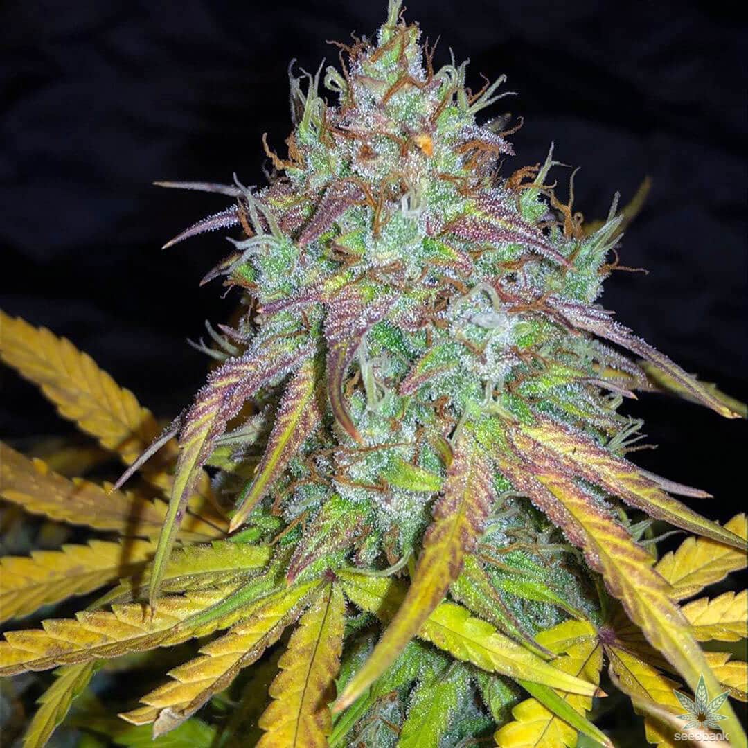 Auto Super Lemon Haze Seeds feminized auto super lemon haze marijuana seeds super lemon haze cannabis seeds