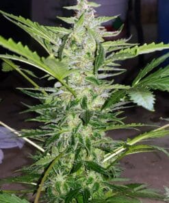 Auto Super Lemon Haze Seeds feminized super lemon haze autoflower marijuana seeds auto super lemon haze seeds