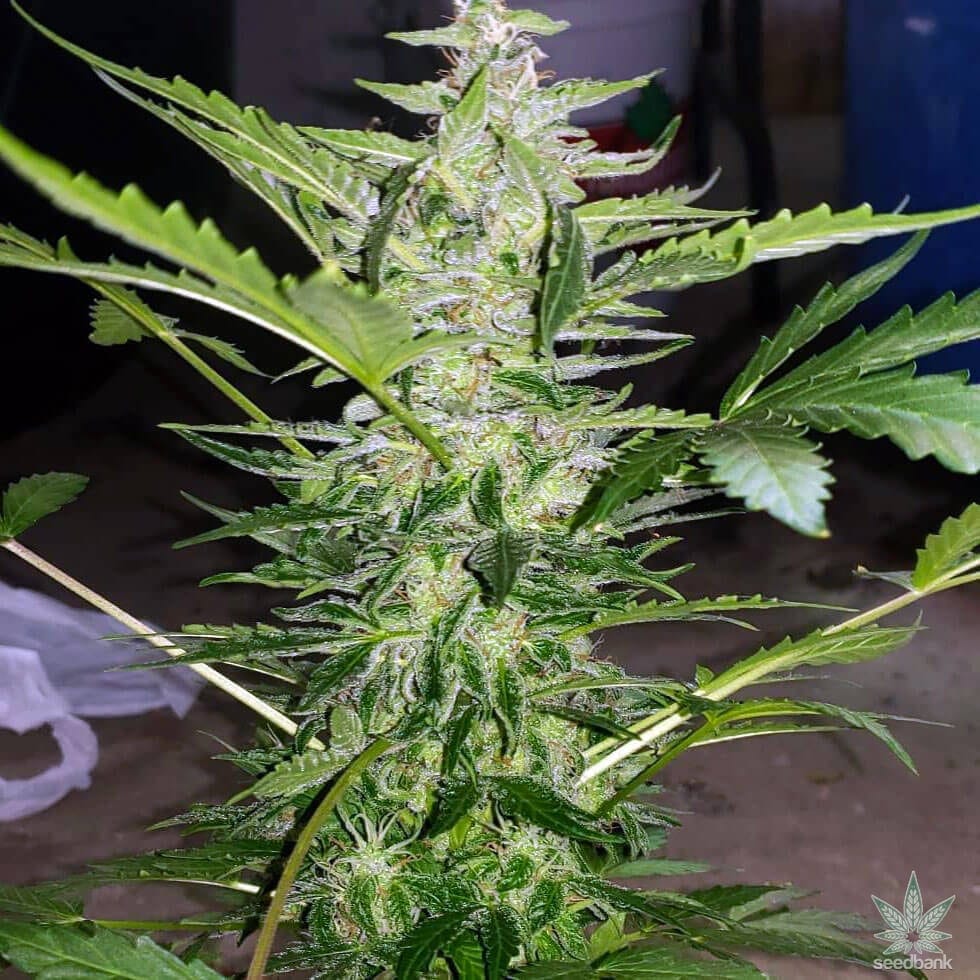Auto Super Lemon Haze Seeds feminized super lemon haze autoflower marijuana seeds auto super lemon haze seeds
