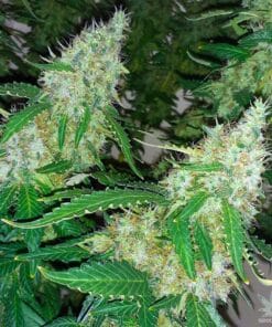 northern lights strain seeds