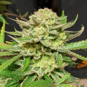original skunk #1 seeds