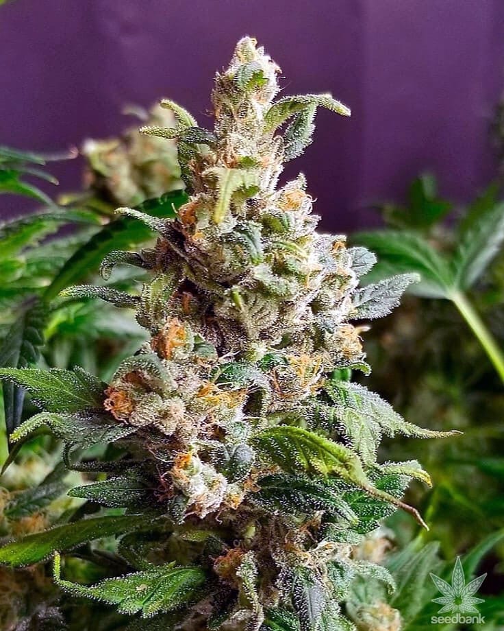 Auto Super Lemon Haze Seeds super lemon haze auto marijuana seeds lemon haze autoflower