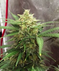 Auto Super Lemon Haze Seeds super lemon haze autoflower seeds autoflower super lemon haze cannabis seeds