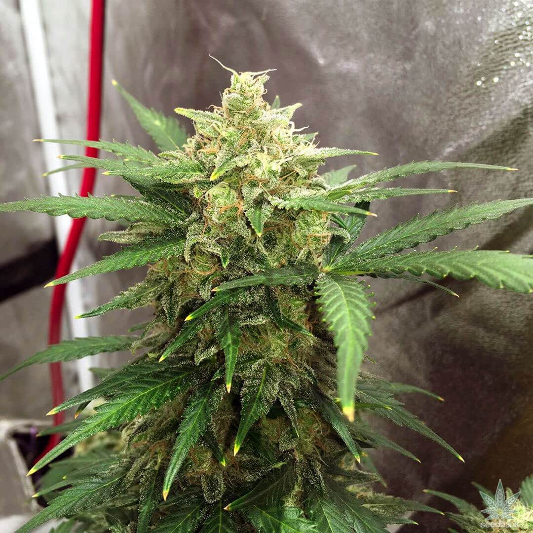 Auto Super Lemon Haze Seeds super lemon haze autoflower seeds autoflower super lemon haze cannabis seeds