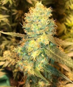 White Rhino Seeds white rhino cannabis seeds white rhino strain USA White Rhino Cannabis Seeds USA