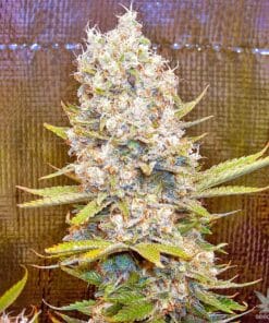 Bruce Banner weed strain