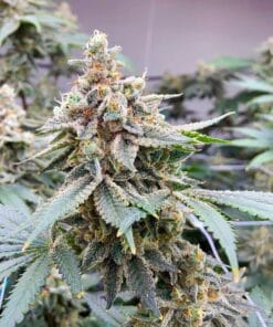 Bruce Banner strain seeds