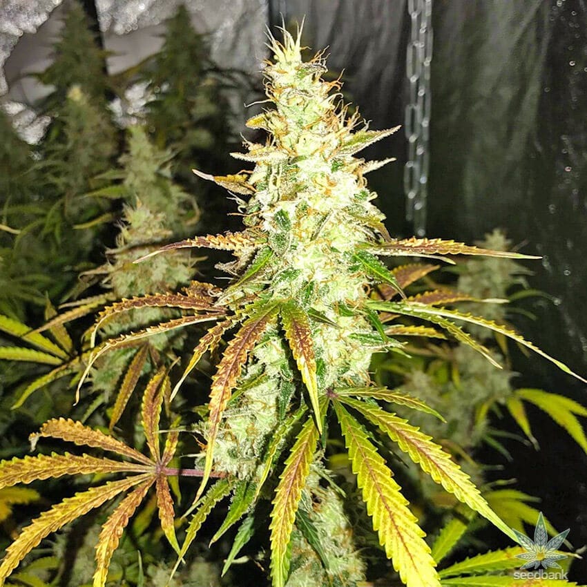 White Widow Autoflower white widow autoflower seeds white widow autoflower seeds