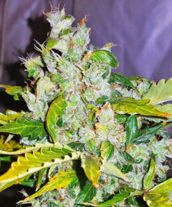 White Widow Autoflower white widow autoflower strain white widow autoflower