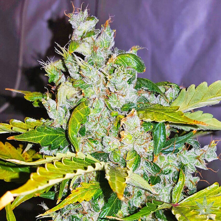 White Widow Autoflower white widow autoflower strain white widow autoflower
