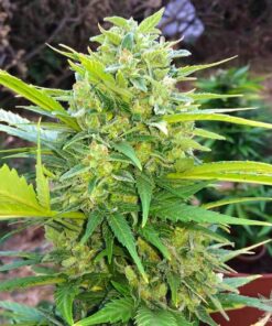 White Widow Autoflower white widow autoflower weed strain white widow autoflower strain