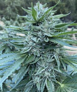 Zkittlez Seeds skittles strain skittles strain