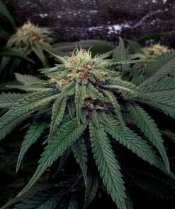 wedding cake marijuana weed strain seeds