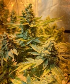 dosido strain usa dosidos seeds for sale