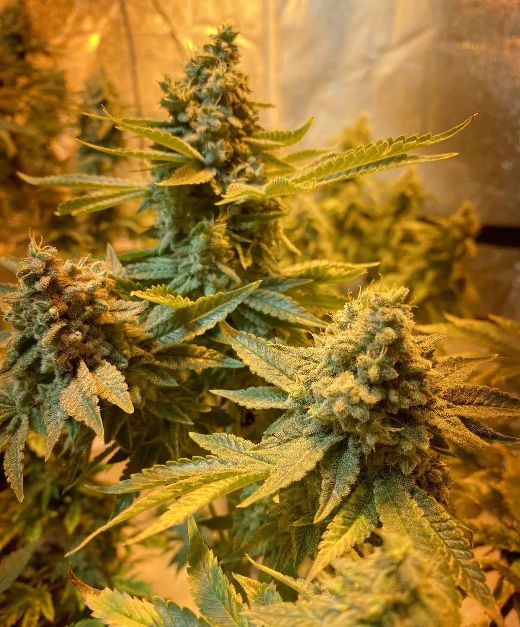 Do Si Dos Seeds | Feminized Do si dos Seeds | Seed Bank Dosido Strain