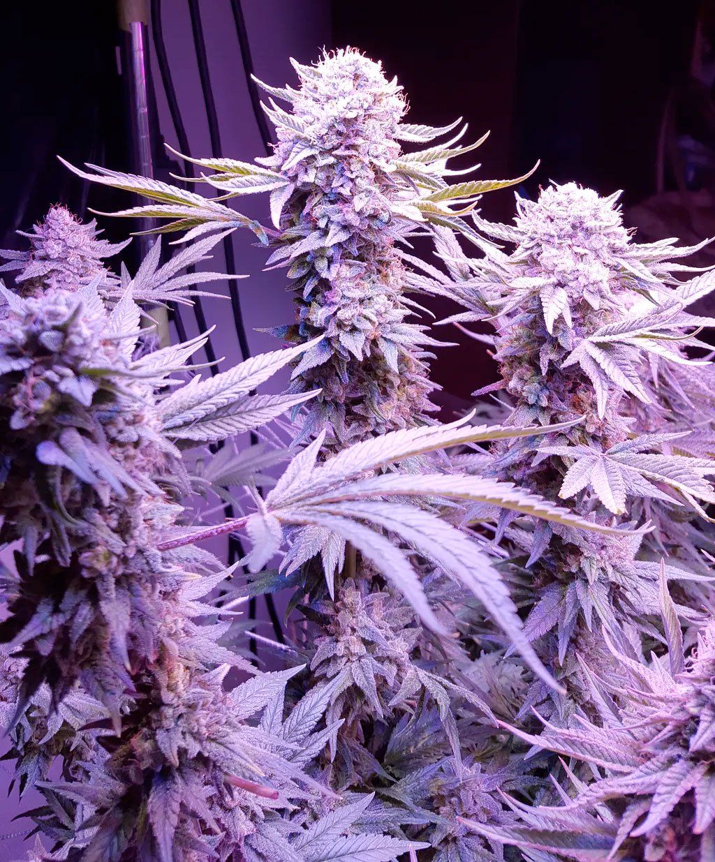 Do Si Dos Seeds | Feminized Do si dos Seeds | Seed Bank Dosido Strain