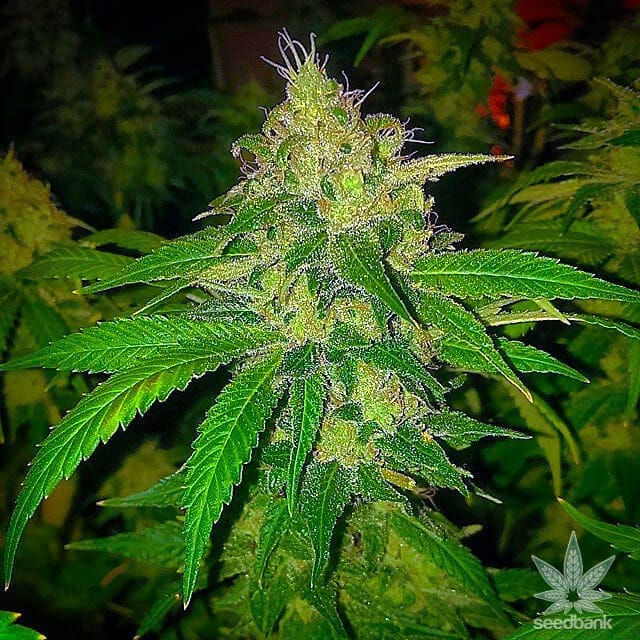 MK Ultra Seeds mk ultra strain mk ultra strain