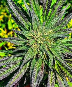 MK Ultra Seeds mk ultra strain seeds mk ultra strain seeds