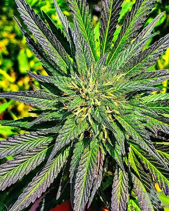 MK Ultra Seeds mk ultra strain seeds mk ultra strain seeds