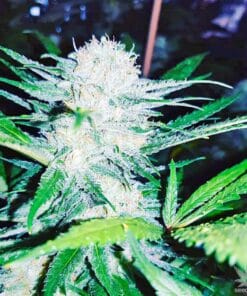 MK Ultra Seeds mk ultra weed strain seeds mk ultra seeds