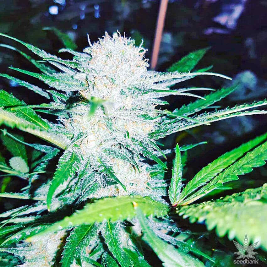 MK Ultra Seeds mk ultra weed strain seeds mk ultra seeds