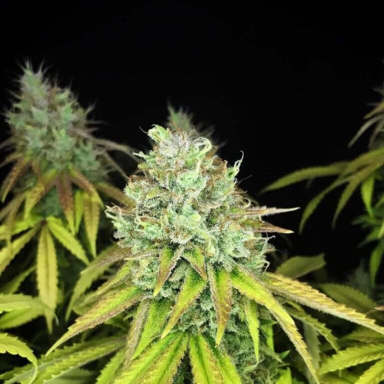 Bruce Banner Fast Seeds