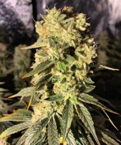 CBD Sour Lemon Haze marijuana Seeds USA