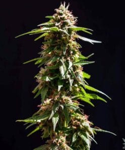 early skunk cannabis seeds usa