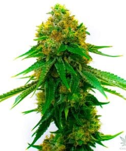 feminized skunk strain seeds usa