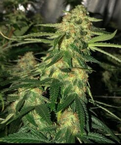 feminized blue headband cannabis seeds USA