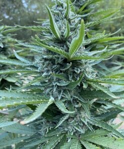 Blue headband strain