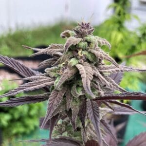 buy feminized platinum cookies strain seeds usa