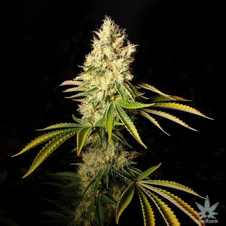 CBD Chemdog Seeds - SEED BANK